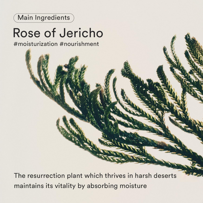 Abib Jericho Rose Bifida Firming Drop Serum 50ml